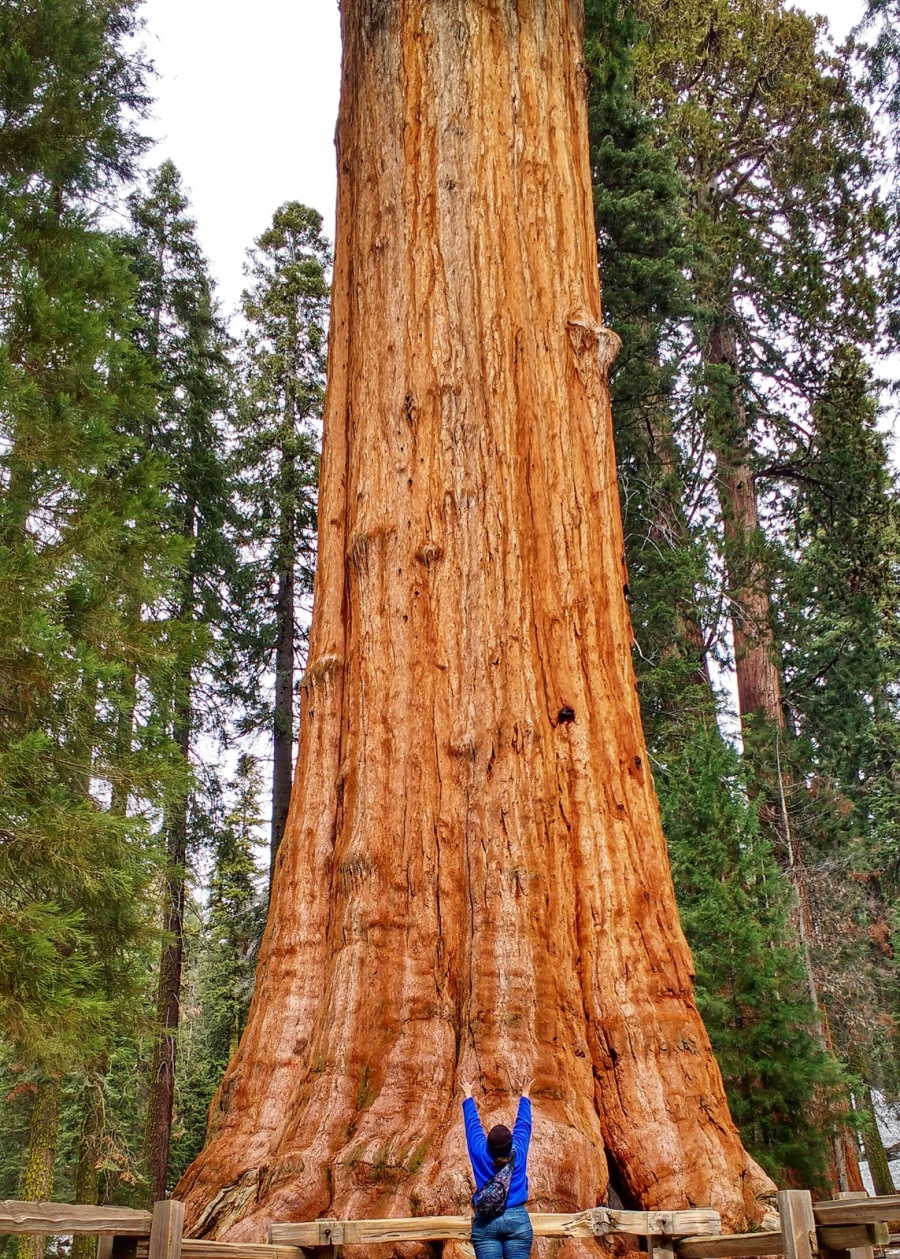 ca Sequoia big tree energy-01